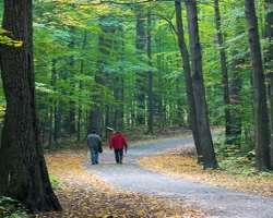 About 40 native species of trees like American Beech, American Elm, Butternut, and Black Cherry are found in the area.